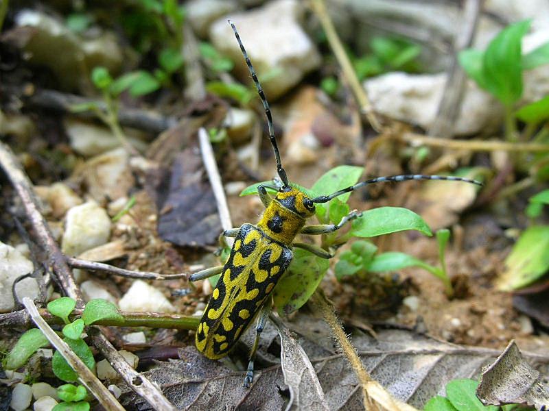 Una gitarella all''Altopiano di Caradeghe (Bs)